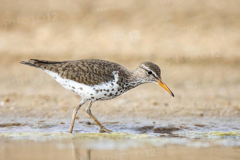 Spotted Sandpiper (Actitis macularius) foraging, North Rhine-Westphalia, Germany