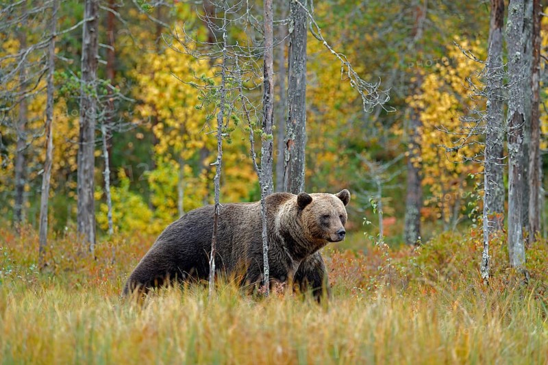 Bear hidden in yellow forest. Autumn trees with bear. Beautiful brown bear walking around lake with fall colours. Dangerous animal in nature wood, meadow habitat. Wildlife habitat from Finland