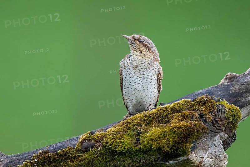 Eurasian Wryneck (Jynx torquilla), Hesse, Germany