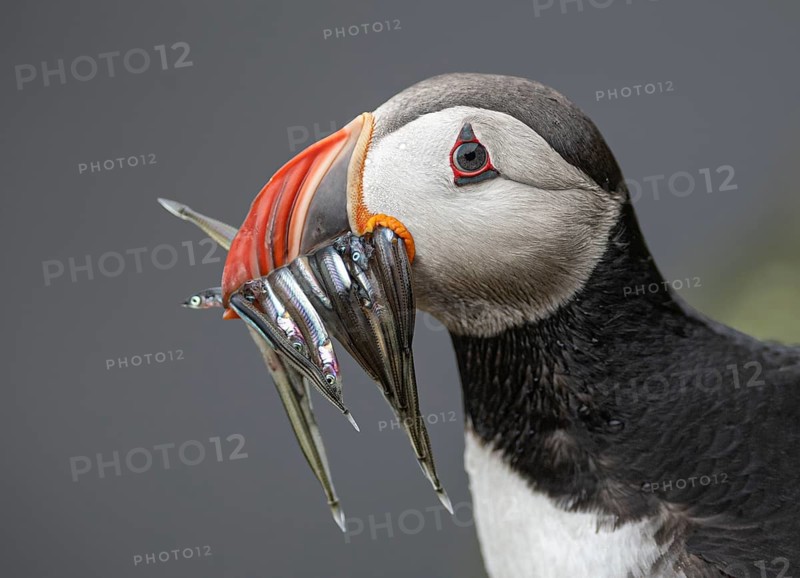 Atlantic Puffin (Fratercula arctica) with sandeels in its beak, Iceland