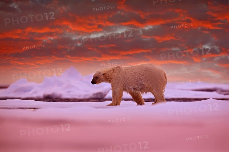 Polar bear on the ice. Two bears love on drifting ice with snow, white animals in nature habitat, Svalbard, Norway. Animals playing in snow, Arctic wildlife. Funny image in nature
