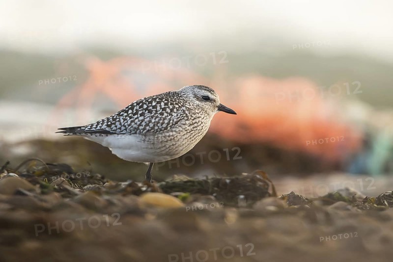 Grey Plover (Pluvialis squatarola), Schleswig-Holstein, Germany