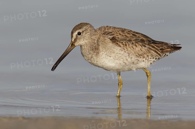 Short-billed Dowitcher (Limnodromus griseus), Florida, USA