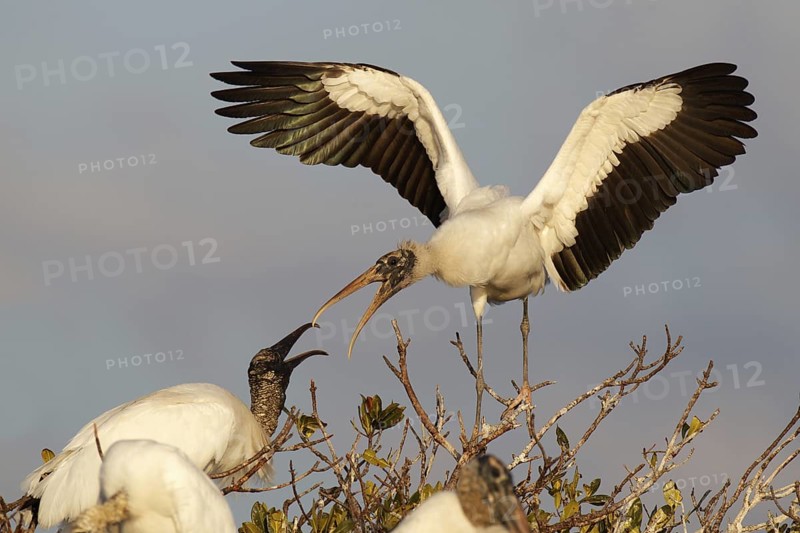 Wood Stork (Mycteria americana), Florida, USA