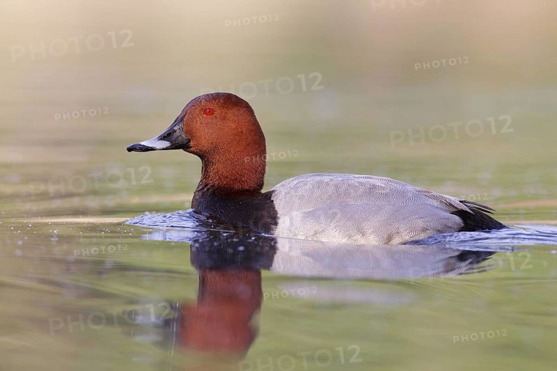 Common Pochard (Aythya ferina) male, Brandenburg, Germany