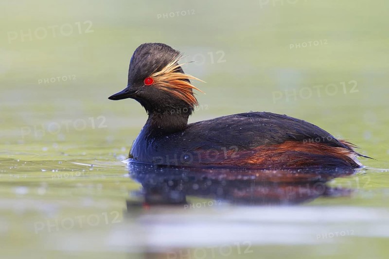 Black-necked Grebe (Podiceps nigricollis), Bavaria, Germany