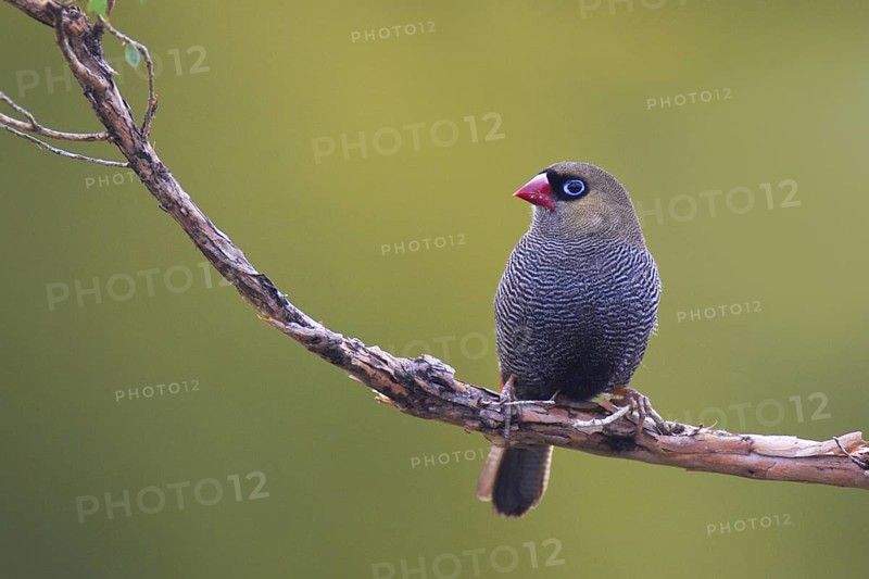 Beautiful Firetail (Stagonopleura bella), Tasmania, Australia