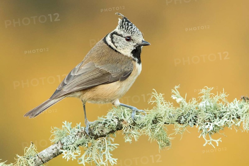 European Crested Tit (Lophophanes cristatus), perched on a branch, Galicia, Spain