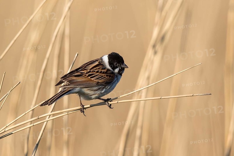 Common Reed Bunting (Emberiza schoeniclus) male, Netherlands