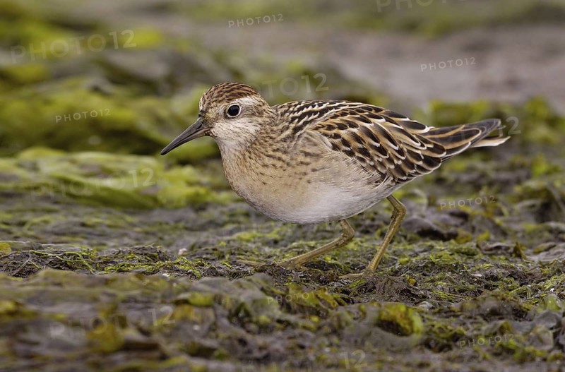 Sharp-tailed Sandpiper (Calidris acuminata), British Columbia, Canada