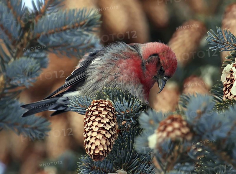 Two-barred Crossbill (Loxia leucoptera) male, Saskatchewan, Canada