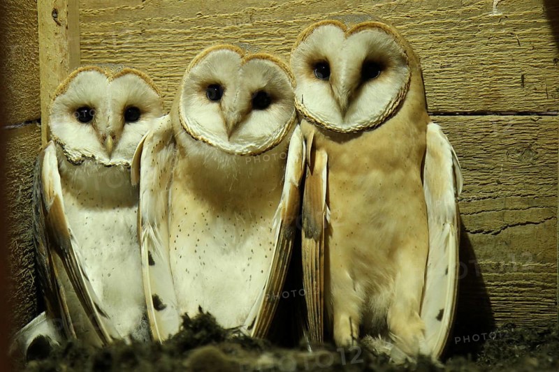 Western Barn Owl (Tyto alba) chicks, Lower Saxony, Germany