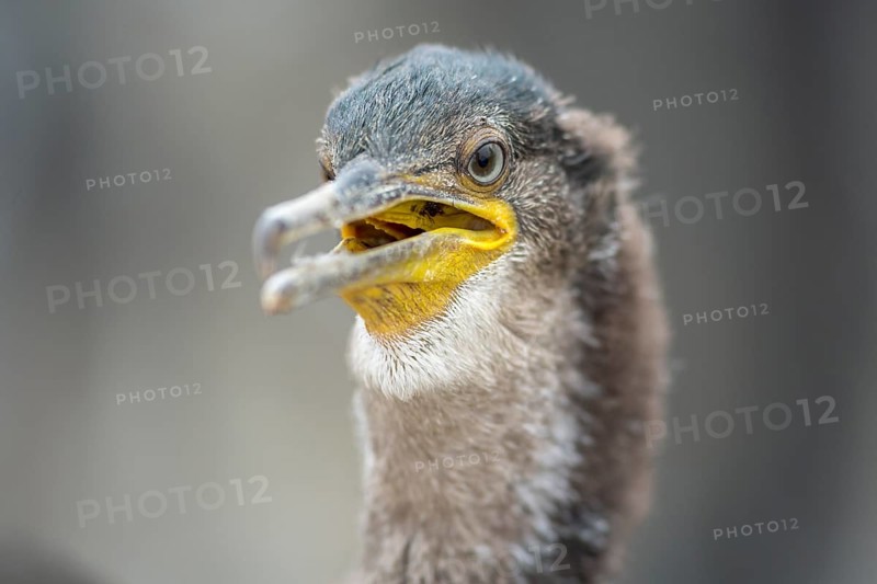 European Shag (Phalacrocorax aristotelis) young portrait, Farne Islands, United Kingdom