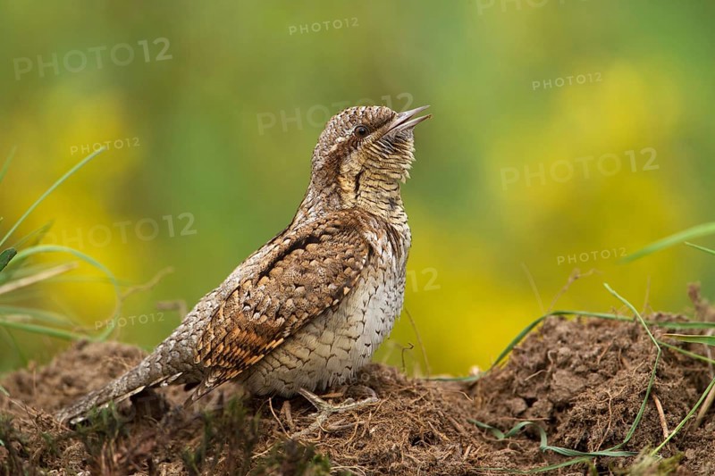 Eurasian Wryneck (Jynx torquilla), Saxony, Germany