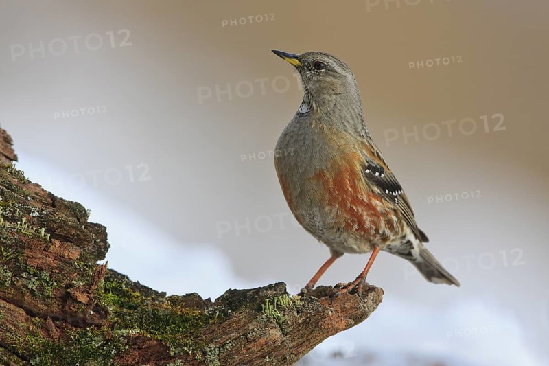 Alpine Accentor (Prunella collaris), Carinthia, Austria