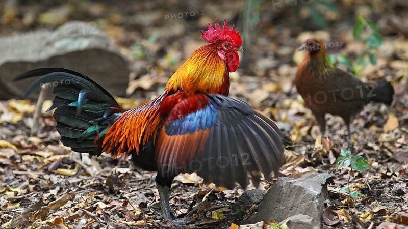 Red Junglefowl (Gallus gallus) male flapping wings, female in background, Kaeng Krachan National Park, Thailand