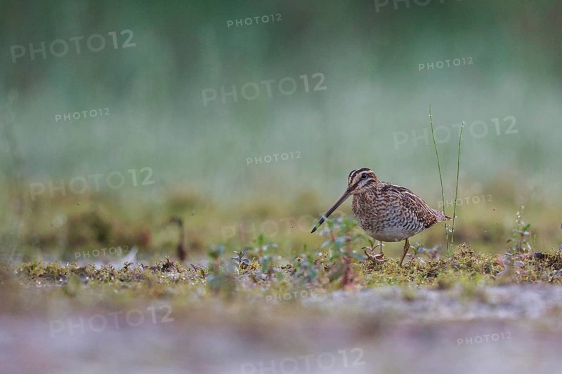 Common Snipe (Gallinago gallinago) foraging, North Rhine-Westphalia, Germany