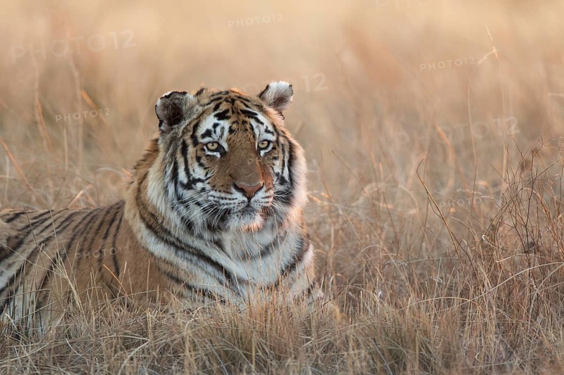 Bengal Tiger (Panthera tigris) adult portrait in morning light, captive, Philippolis, South Africa