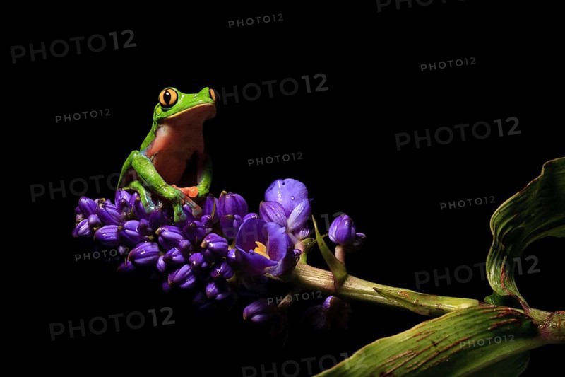 Blue-sided tree or yellow-eyed leaf frog (Agalychnis annae), highly endangered species endemic to Costa Rica