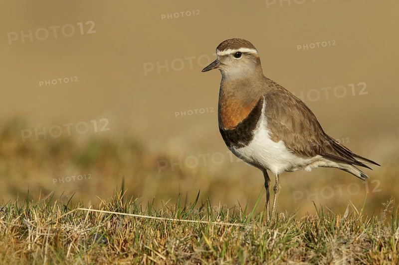 Rufous-chested Dotterel (Charadrius modestus) on the ground in the Falkland Islands