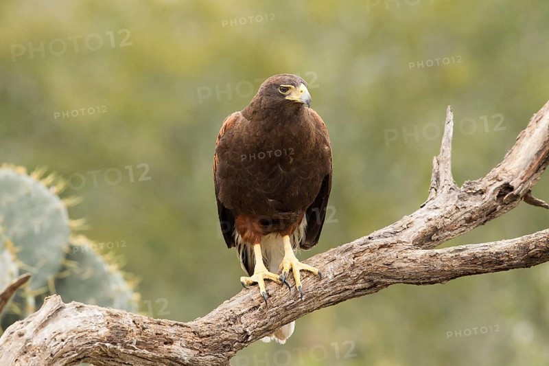 Harris's Hawk (Parabuteo unicinctus), Texas, USA