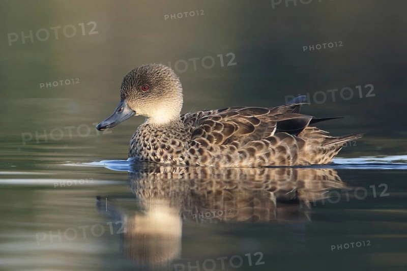 Grey Teal (Anas gracilis), Victoria, Australia