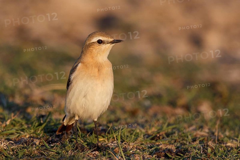 Isabelline Wheatear (Oenanthe isabellina), Greece