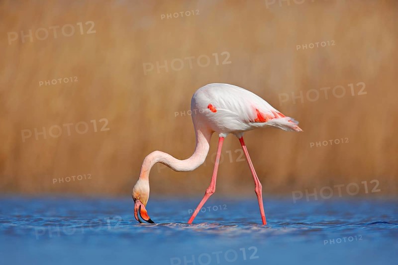 Greater Flamingo, Phoenicopterus ruber, beautiful pink big bird in dark blue water, with evening sun, reed in the background, animal in the nature habitat, Camargue, France. Wildlife scene from nature