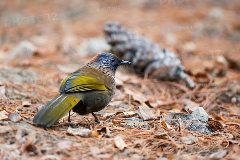 Chestnut-crowned Laughingthrush (Trochalopteron erythrocephalum nigrimentum) perched on the ground, Paro, Bhutan