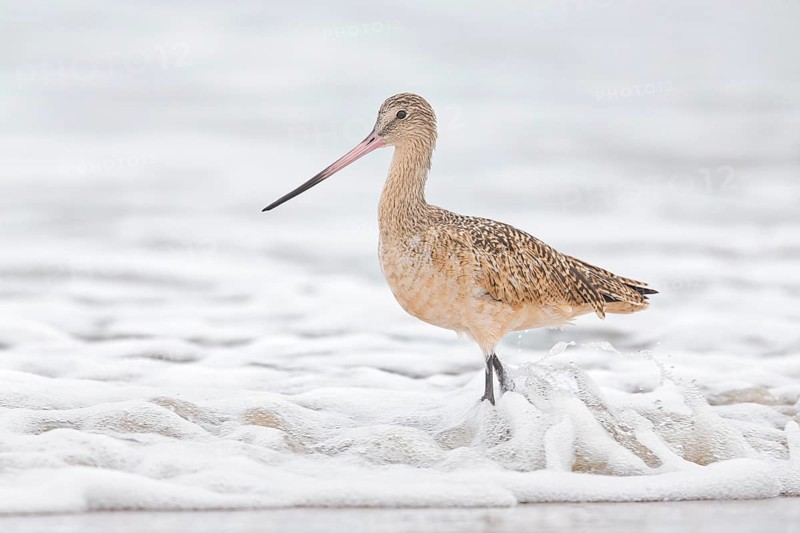 Marbled Godwit (Limosa fedoa) foraging at shoreline, California, USA