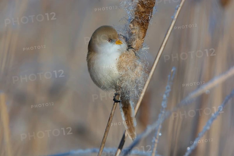 Bearded Reedling (Panurus biarmicus) female feeding on cattail seed, Thuringia, Germany