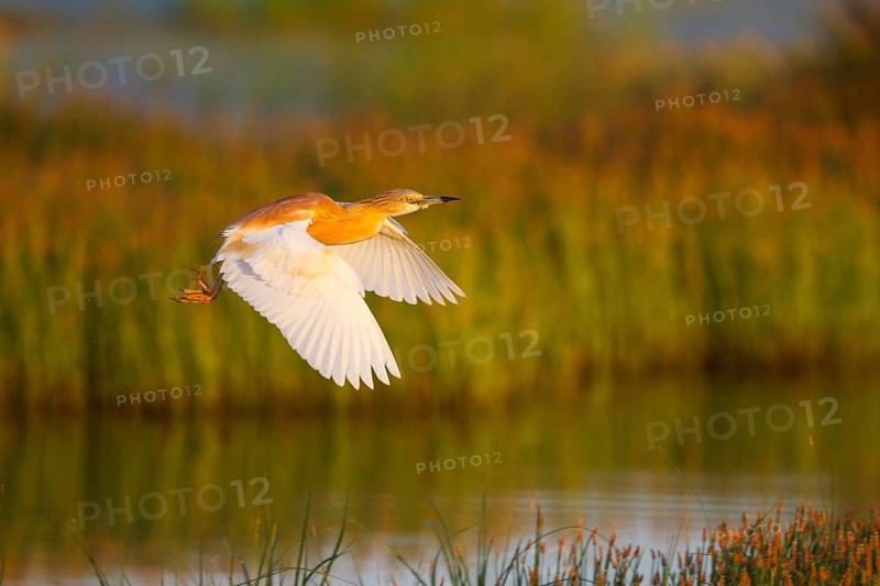 Squacco Heron (Ardeola ralloides) flying, Greece