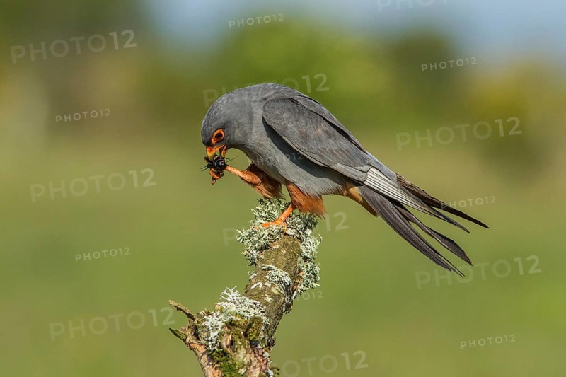 Red-Footed Falcon (Falco vespertinus), adult male eating a cricket, Galicia, Spain