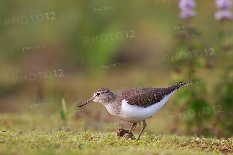 Common Sandpiper (Actitis hypoleucos) foraging, North Rhine-Westphalia, Germany
