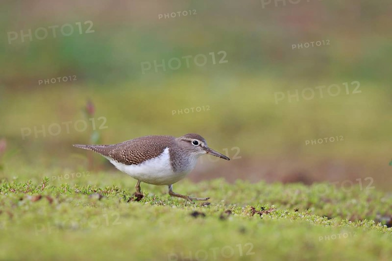 Common Sandpiper (Actitis hypoleucos) foraging, North Rhine-Westphalia, Germany