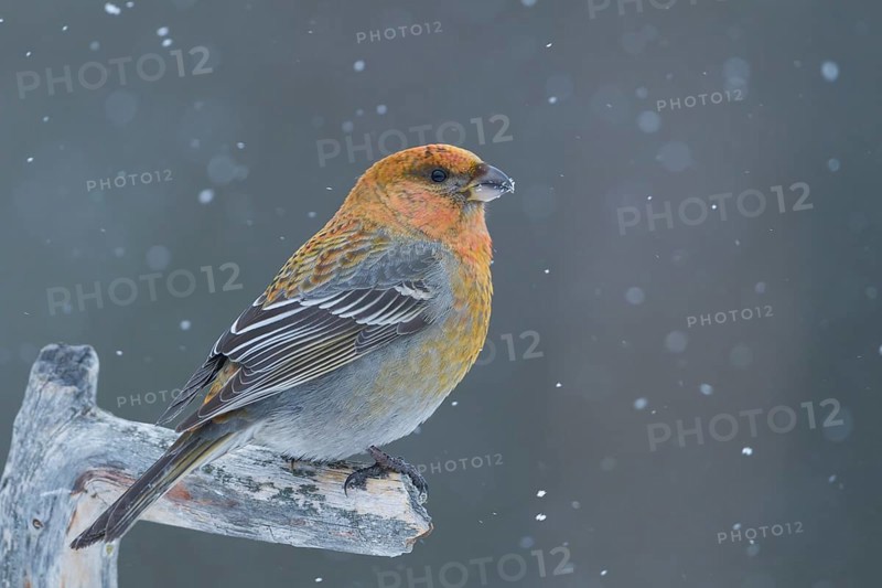 Pine Grosbeak - Hakengimpel - Pinicola enucleator, Finland