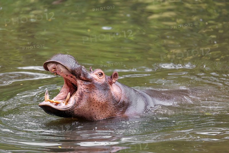 An adult male hippopotamus (Hippopotamus amphibius) shows aggression and defends its territory