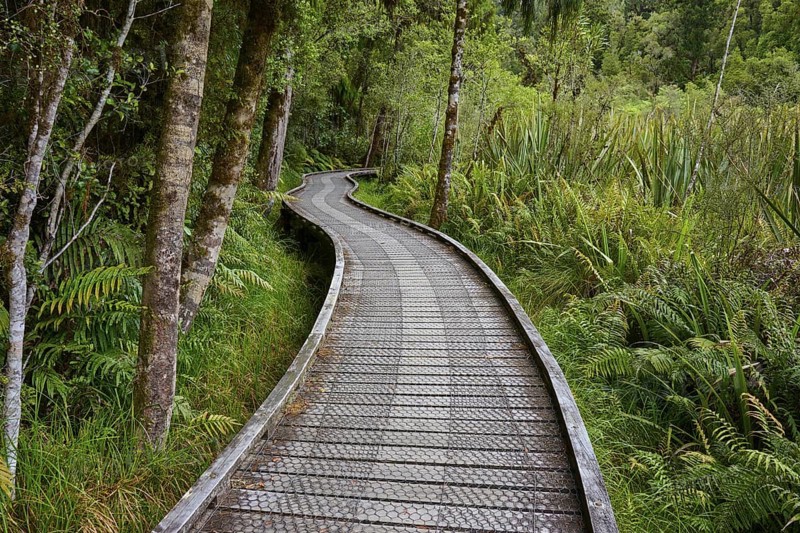 A winding wooden path runs through a green forest with lush fern growth, summer, Lake Matheson, Fox Glacier, South Island, New Zealand