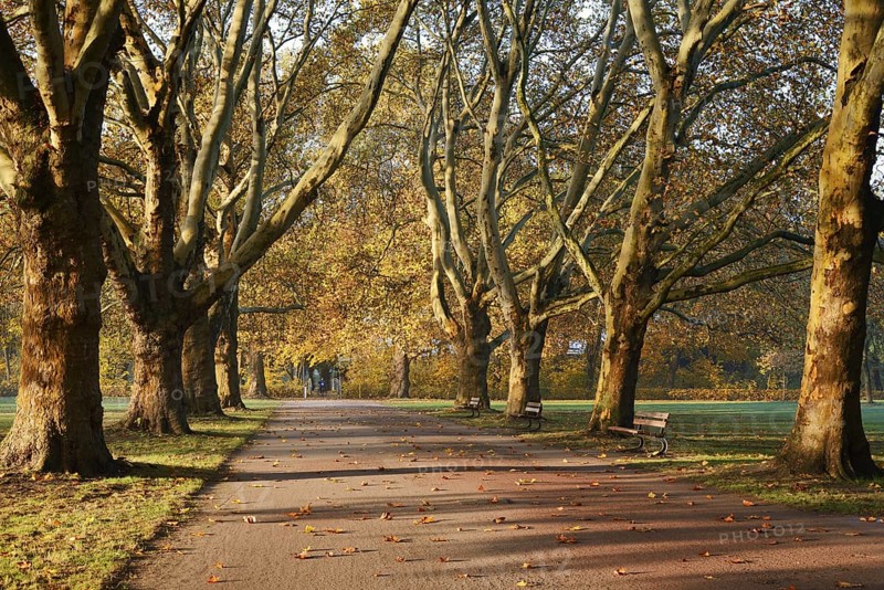 Path and common plane tree or Platanus × acerifolia (Platanus x hispanica, Platanus × acerifolia, Platanus × hybrida) in autumn, Platanenallee, Hamm, North Rhine-Westphalia, Germany