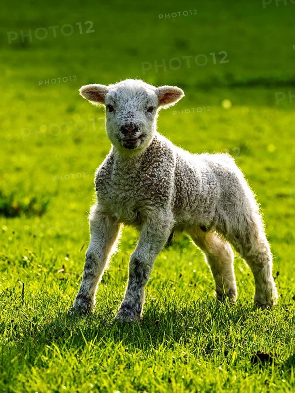 Sheep and farm in Lake District National Park, Coniston Water, Cumbria, England, United Kingdom