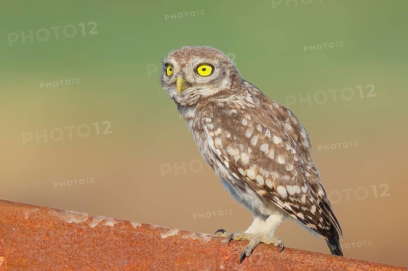 Little owl (Athene noctua) young bird sitting on an iron girder, endangered bird species in Central Europe, wildlife, owl, owl, HANSAG, Lake Neusiedl, Burgenland, Austria