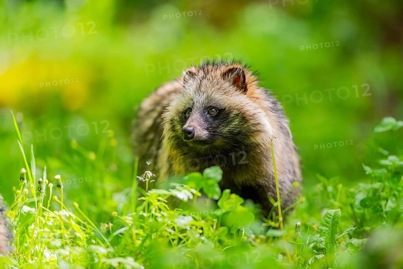 Common raccoon dog (Nyctereutes procyonoides) standing in the grass, Bavaria, Germany