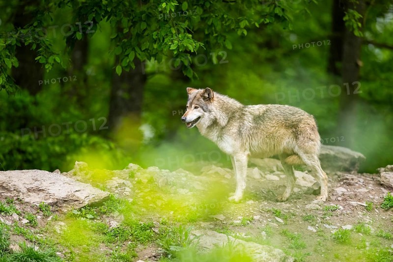 Eastern wolf (Canis lupus lycaon) standing on a little hill, Bavaria, Germany