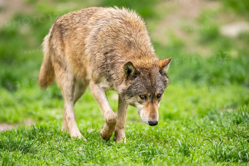 Eastern wolf (Canis lupus lycaon) walking on a meadow, Bavaria, Germany