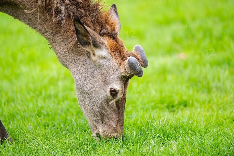 Red deer (Cervus elaphus) stag, portrait, Bavaria, Germany