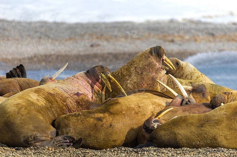 Group of walruses (Rosmarus arcticus) on the beach, Mammals (Mammalia), Eolusneset, Spitsbergen, Svalbard