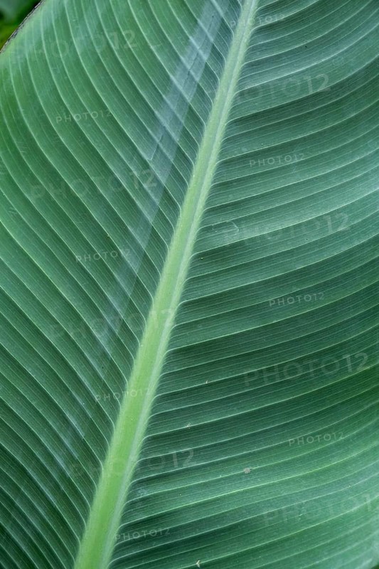 Large green leaf with detailed texture and natural patterns, close-up of banana leaf, Netherlands