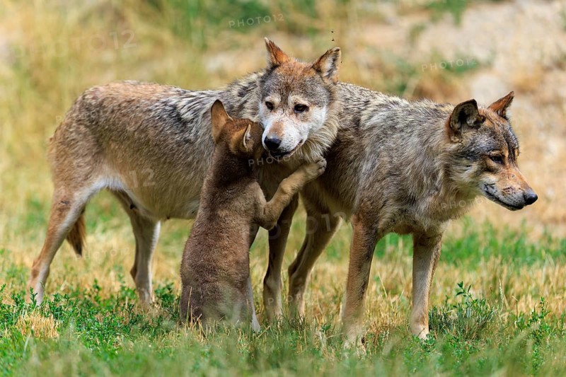 Puppy shows affection to adult wolves in a natural environment, Timberwolf, wolf, American wolf, (Canis lupus lycaon), puppy, Germany