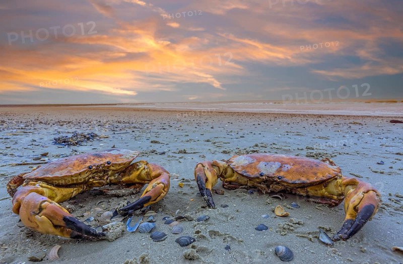 Krabben Abendrot Norderney Germany