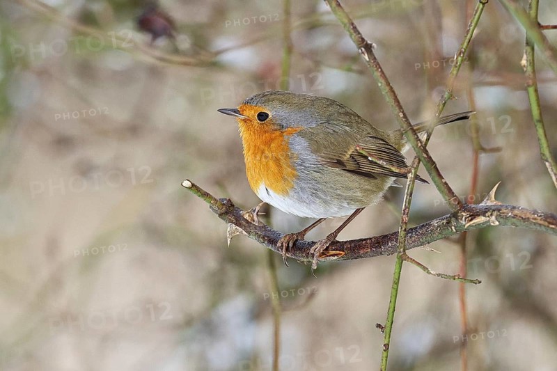 Robin (Erithacus rubecula), on a twig in the branches of a dog rose (Rosa canina), Wilnsdorf, North Rhine-Westphalia, Germany